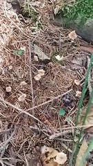 Collezione funghi ep 2