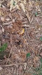 Collezione funghi ep 10