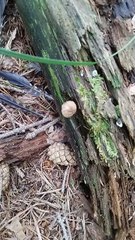 Collezione funghi ep 9