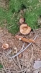 Collezione funghi ep 6