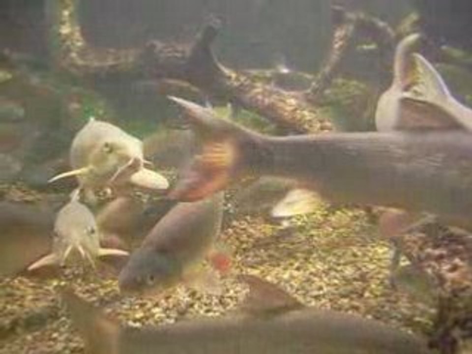 Süßwasserfische im Aquarium - Aland, Döbel, Flußbarbe