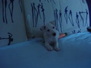 Mon Jack Russell Milo