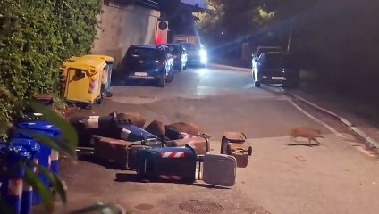 Quercianella, in via Falcucci i cinghiali banchettano dai bidoni dell?organico