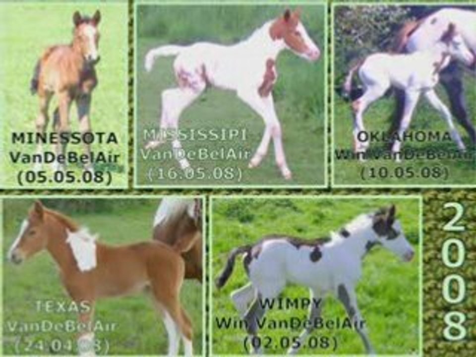 Nos Poulains de 2008