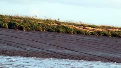Sortie bateau avec la LPO le 150925