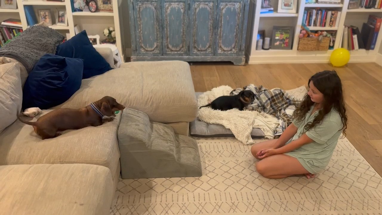 Dachshund Rolls Ball Back with His Snout After It's Thrown at Him