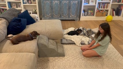 Dachshund Rolls Ball Back with His Snout After It's Thrown at Him