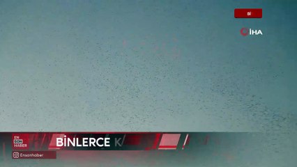 Bitlis semalarında binlerce kuş müthiş bir gökyüzü olayı yaşattı