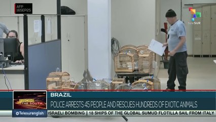 Brazil: Police arrests 45 people and rescues hundreds of exotic animals
