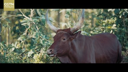 【Chine-Afrique 2035: redéfinir le futur】De la Chine à l’Ouganda : le bambou fait renaître les forêts