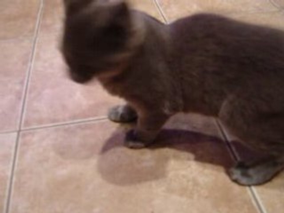 Decibel montage video_0001