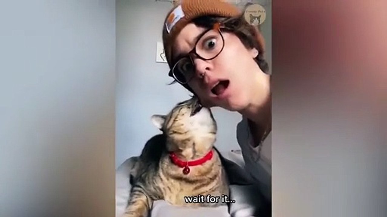 Cat Videos Compilation 2025 🎬