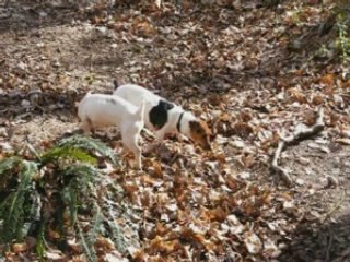 Pauses de jack Russel part1