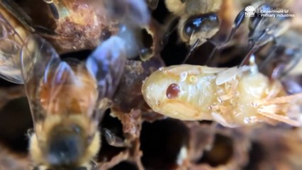 Kangaroo Island beekeepers demand boost to biosecurity as parasite spreads from interstate