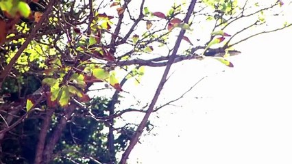 9월 15일 김진의 돌직구쇼 오프닝