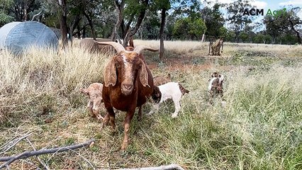 Goat gives birth to five kids in just 30 minutes