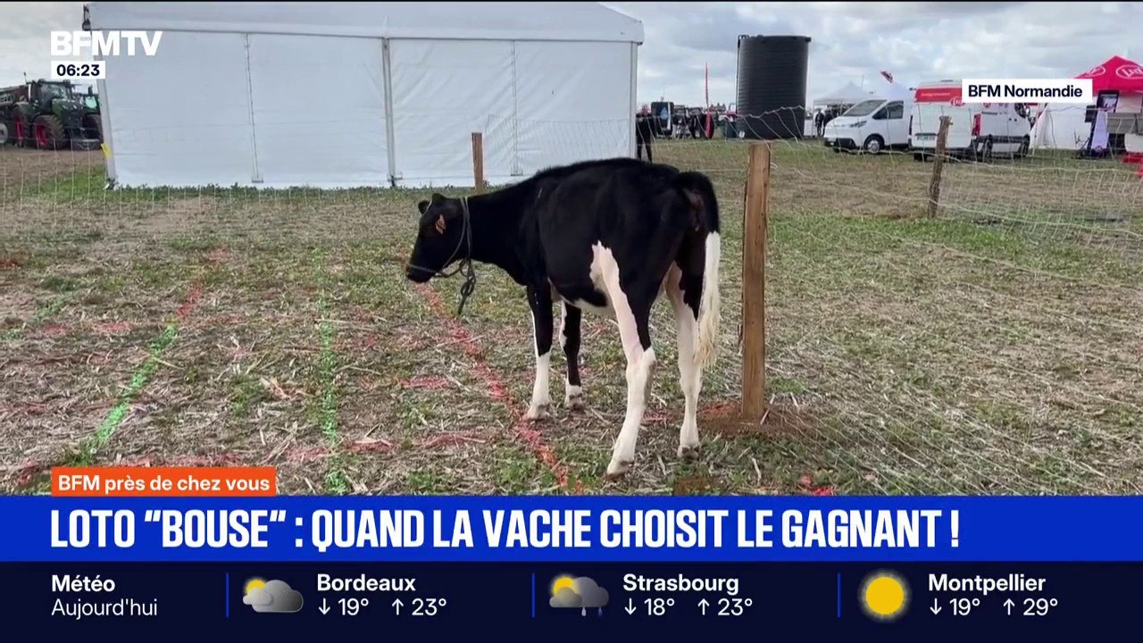 "Loto bouse": quand les vaches choisissent les gagnants grâce à leurs bouses