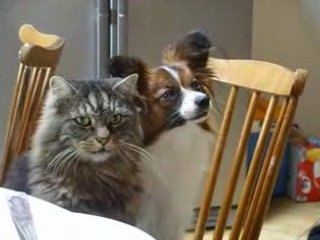 Angie et Chouchou réclame à manger