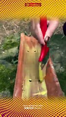 Tips Trick Today, Senin 15 September 2025