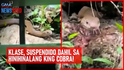 Klase, suspendido dahil sa hinihinalang king cobra! | GMA Integrated Newsfeed