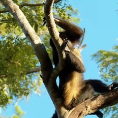 Monkeys Of The Jungles - B