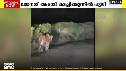 വയനാട് കടച്ചിക്കുന്നിൽ പുലിയിറങ്ങി; ആശങ്കയിൽ നാട്ടുകാർ