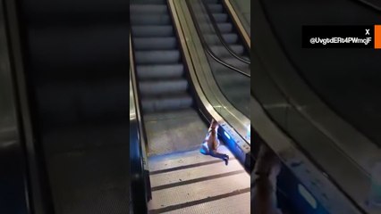 बिल्ली ने गलत एस्केलेटर चढ़ने की कोशिश की, तुर्की के हवाई अड्डे पर “बचाव” करना पड़ा