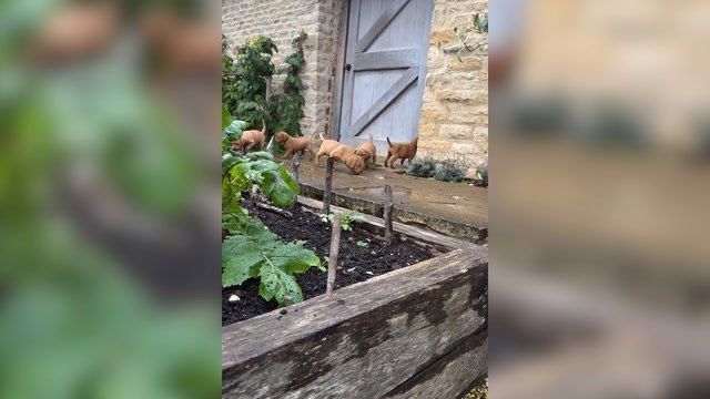Jeremy Clarkson introduces newest family member to Diddly Squat Farm