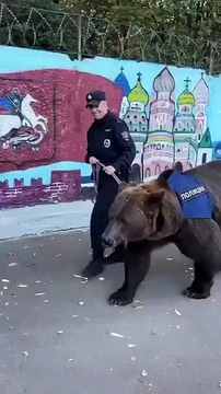 🇷🇺🐻 FLASH INFO | Insolite en Russie : un service de police aurait adopté un ours 🐾 et l’aurait dressé pour patrouiller aux côtés des agents 🚔. Une histoire qui fait le buzz, mais sans confirmation officielle pour l’instant 👀.