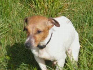 pauses de Jack Russel part2