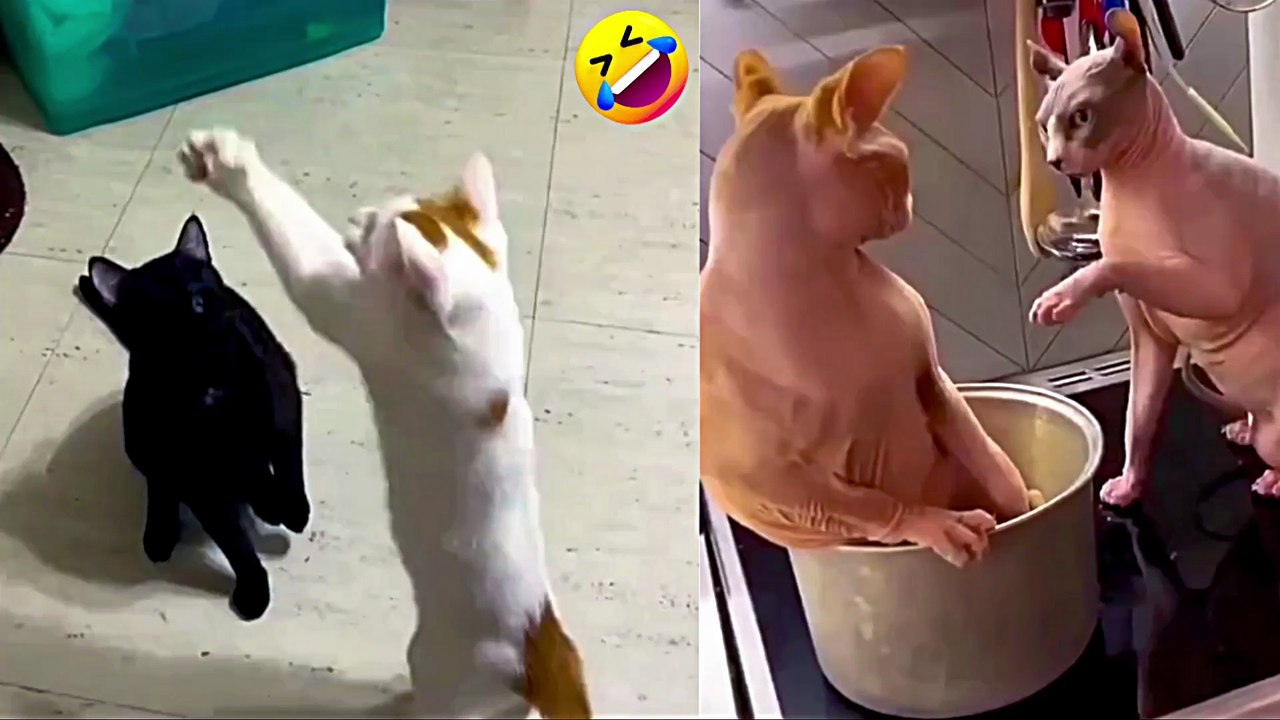 😹 Funny Cat Compilation 2025 – Non Stop Laught...