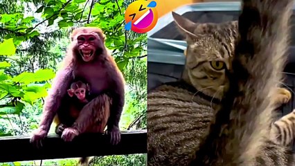 Funny Cat Compilation 2025 – Non Stop Laughter Guaranteed I part 4