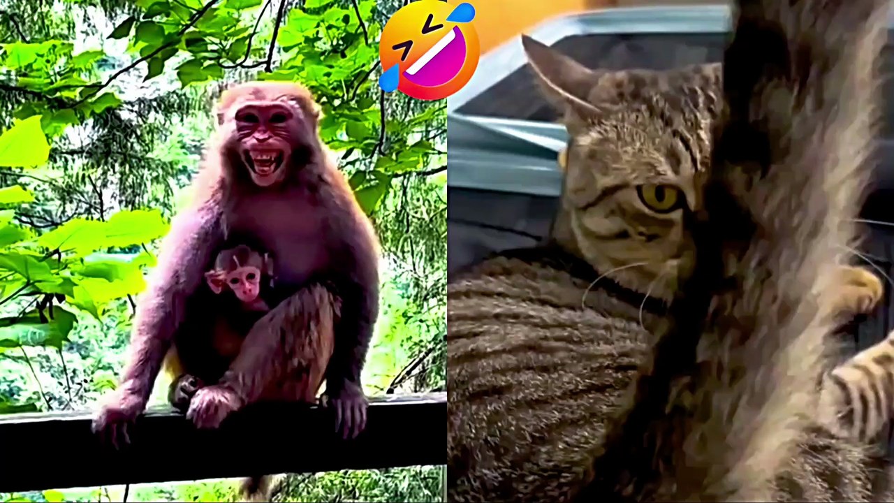 Funny Cat Compilation 2025 – Non Stop Laughter Guaranteed I part 4