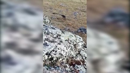 Şanlıurfa'da nesli tükenme tehlikesi altında olan Çizgili Sırtlan görüldü! Köylüler gözlerine inanamadı