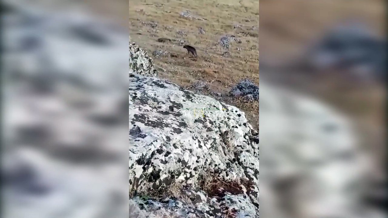 Şanlıurfa'da nesli tükenme tehlikesi altında olan Çizgili Sırtlan görüldü! Köylüler gözlerine inanamadı