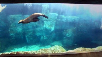 Extinct Complete Series Episode 4 — The Great Auk