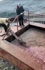 Ils sauvent un ourson tombé dans une piscine