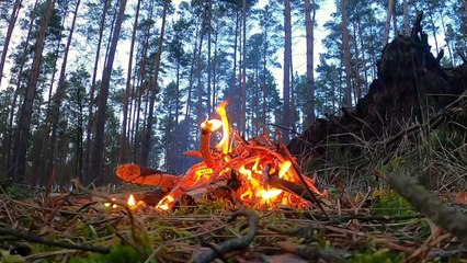 Die Spur der Wölfe - Wolves hunt down fallow deer in Germany's woodlands