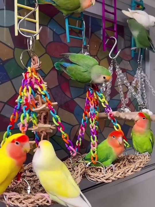 In the Happy Cabin Playground Parade _ Version 1_ the cheerful Cabin Birdies and the adorable duo_ Mavin and Mini_ are having an absolute blast at the play_7