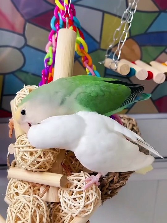 In the Happy Cabin Playground Parade _ Version 1_ the cheerful Cabin Birdies and the adorable duo_ Mavin and Mini_ are having an absolute blast at the play_8