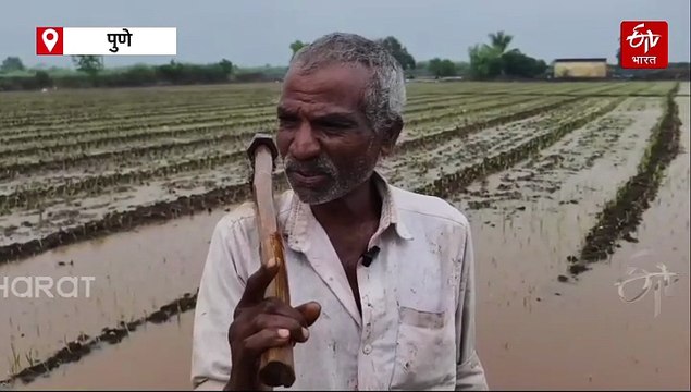 पुण्यात मुसळधार पाऊस! शिरूर तालुक्यात पावसाचं थैमान; कांदा पिकाचे मोठे नुकसान