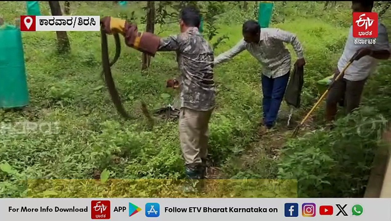 VIDEO: ಕಾರವಾರದಲ್ಲಿ ಕಾಳಿಂಗ ಸರ್ಪ, ಶಿರಸಿಯಲ್ಲಿ ಬಾವಿಗೆ ಬಿದ್ದ ಚಿರತೆ ರಕ್ಷಣೆ