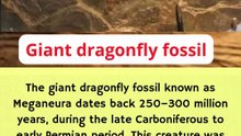 Evidence that the earth was once inhabited by giant animals
