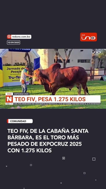 Teo FIV, de la Cabaña Santa Bárbara, es el toro más pesado de Expocruz 2025 con 1.275 kilos