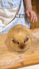 "Meet the Cutest Rotti Pet in the World: Watch the Cute Behaviors That'll Melt Your Heart!"