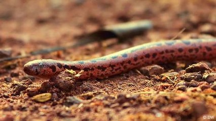 Helping humans while saving snakes in Kerala