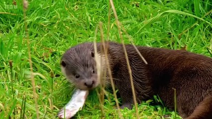 Countryfile S37E37 - The Archers
