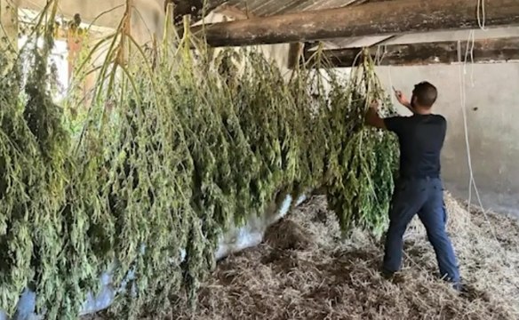 Maxi piantagione di marijuana nascosta tra i campi di mais: arrestato 36enne (15.09.25)