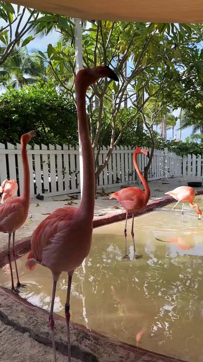 Flamingo Habitat-4K