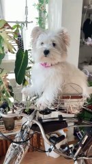 A Day in the Life of a Baby Puppy 🐶